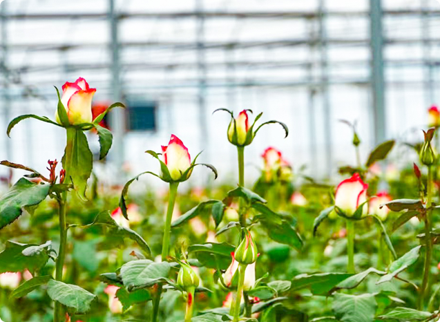 懂作物 · 作物全场景解决方案