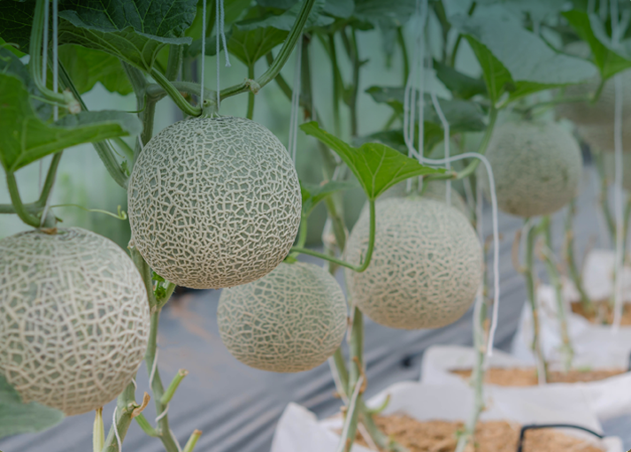 成为博云用户, 探索更多解决方案