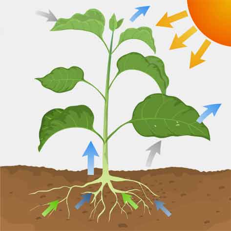 温室环境参数（温度、湿度、 光照、CO2）调控原理