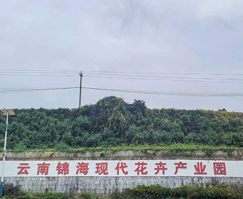云南玉溪通海300亩  鲜切花