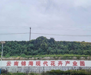 云南玉溪通海300亩  鲜切花