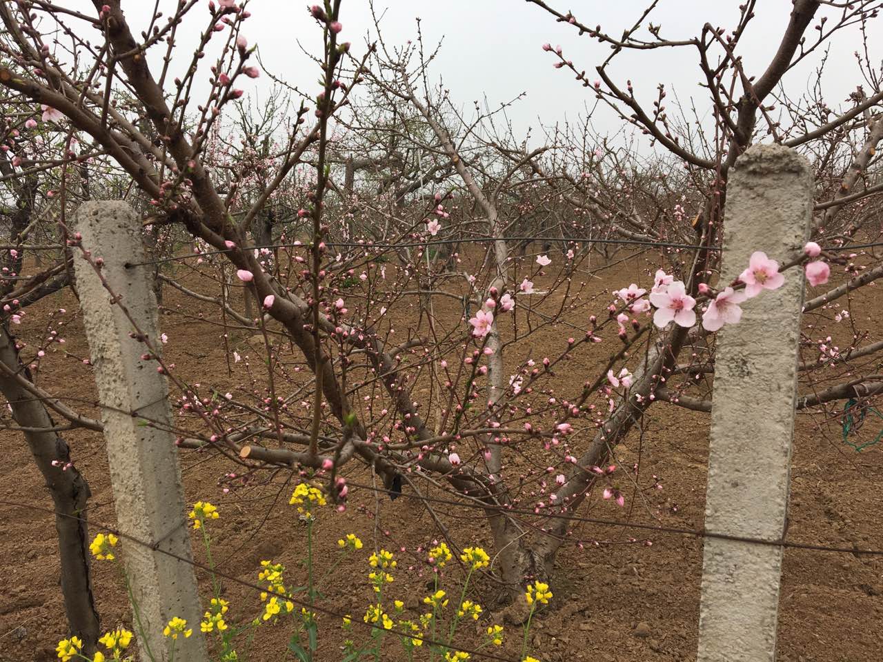 微信图片_20170413110917.jpg