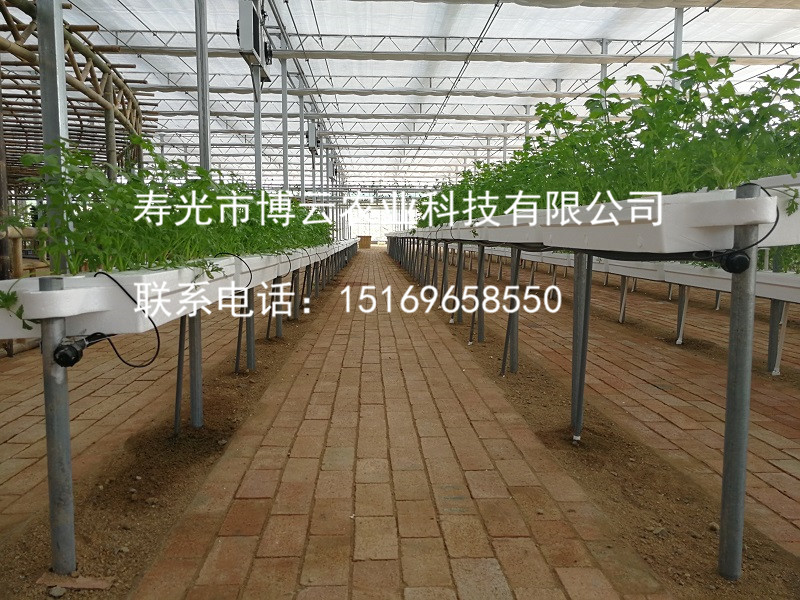 1507601602298791.jpg 链条式水耕蔬菜之水培芹菜.jpg