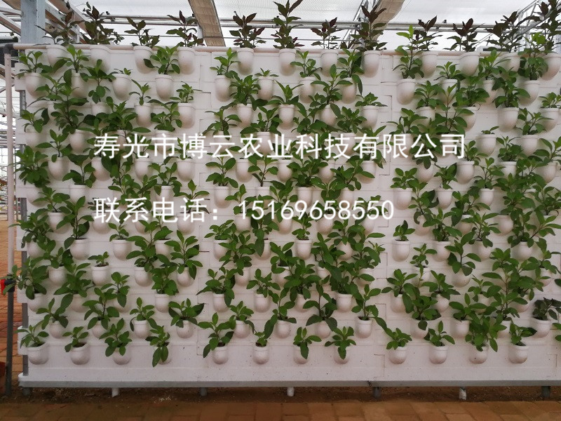 1507601692605423.jpg 无土栽培之墙体基质培 .jpg