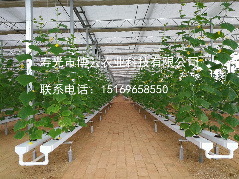 1507601729885850.jpg 无土栽培之复合模式栽培黄瓜.jpg
