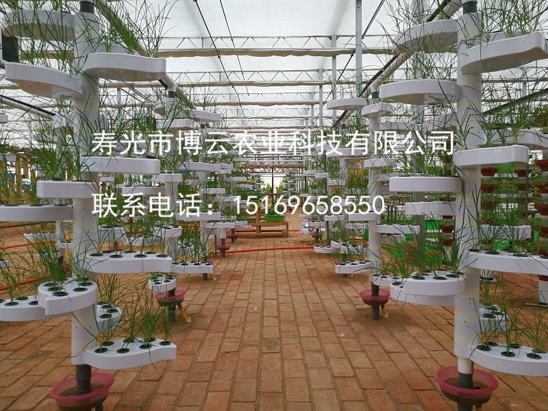 1507601779400760.jpg 无土栽培之树叶螺旋水培空心菜.jpg