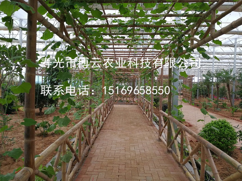 1507601797571033.jpg 无土栽培之竹艺廊架基质栽培.jpg