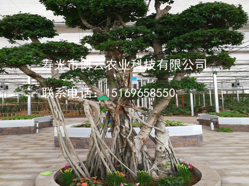 1507601843301805.jpg 气根榕展示 .jpg