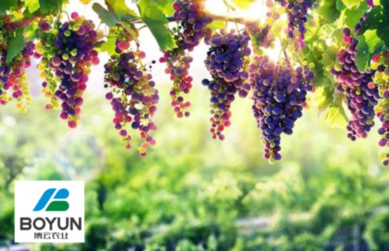 水肥一体化.jpg 水肥一体化.jpg