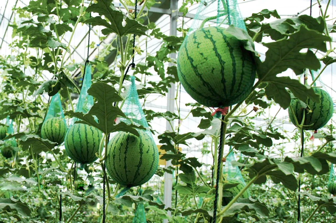 1688436938347064.jpg 0ff41bd5ad6eddc463c921303cdbb6fd536633ca.webp.jpg