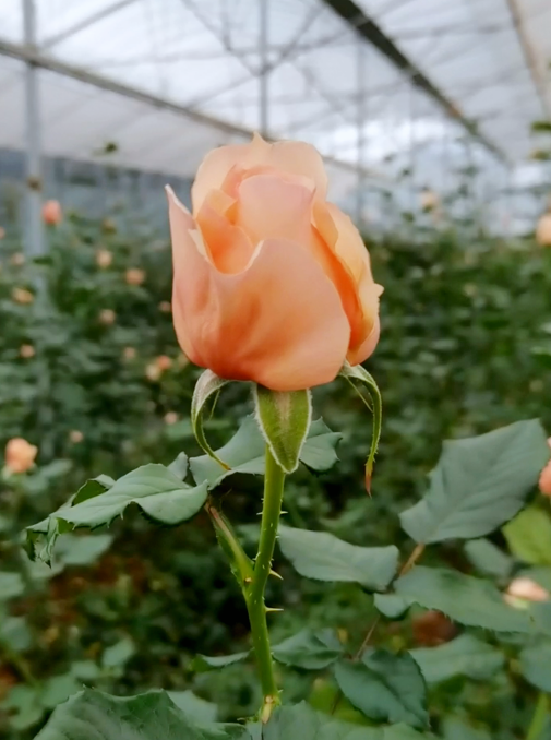 1690247047714236.png 2.png